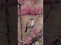Eversmann’s Redstart in Khunjerab|Rufous-Backed Redstart of Gilgit Baltistan#shorts #birdingpakistan
