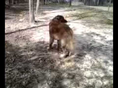 leonberger polyneuropathy