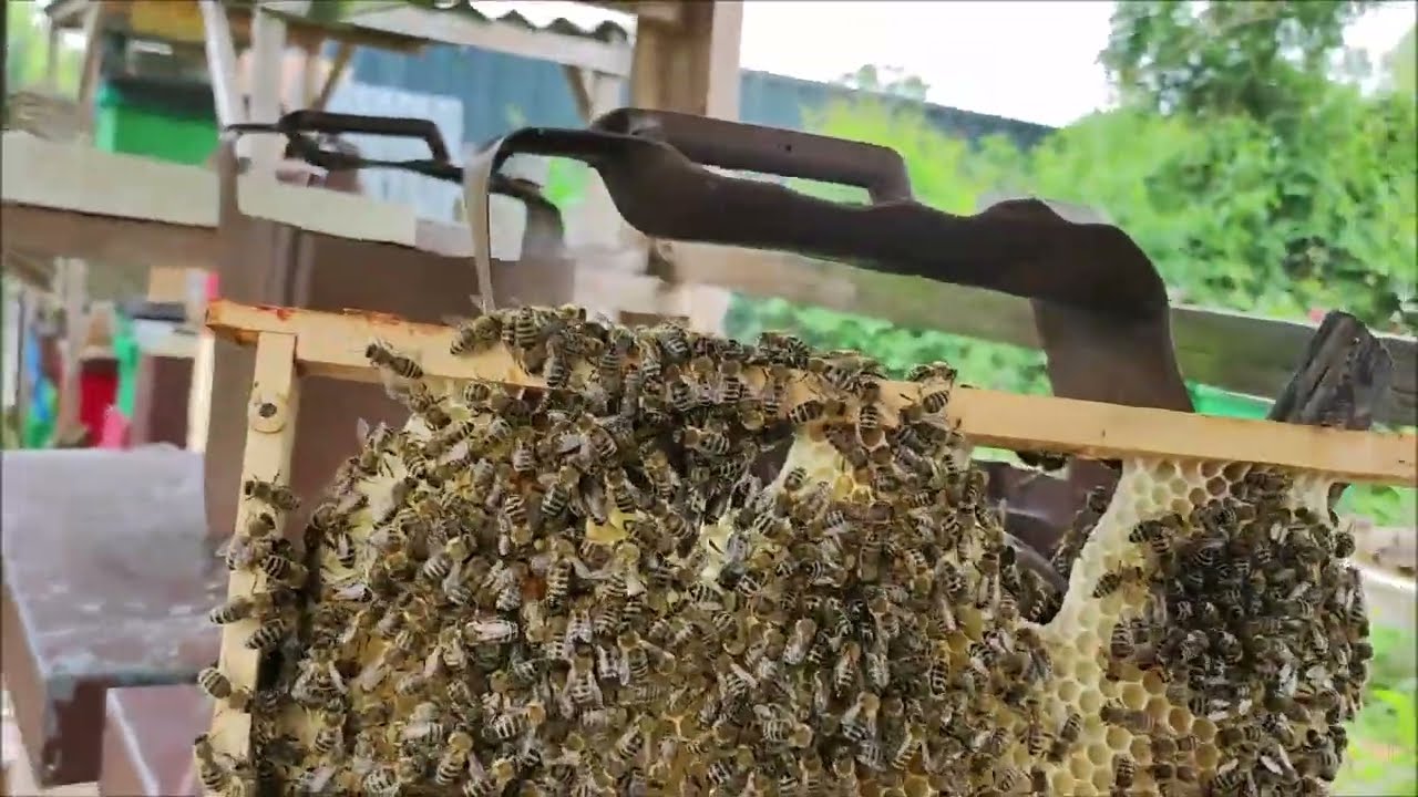 Přeskládání včelích rámků, tmavší si dám do horního NN v plodišti. Prohlídka včel. 5/2023