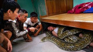3 Brave Men Discover a Giant Python Trapping a Woman Under the Bed | Shocking Snake Rescue