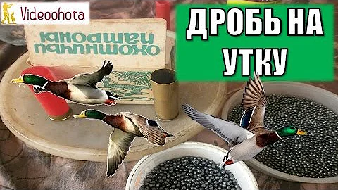 Какой дробью стрелять утку на охоте? Videoohota