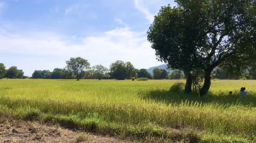 Cùng z800 khám phá cánh đồng Tà Pạ-Tri Tôn- An Giang