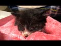 【#1】子猫がやってきました