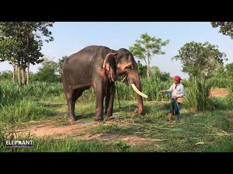 วีดีโอ: ช้างมีชีวิตอยู่ได้นานแค่ไหน?
