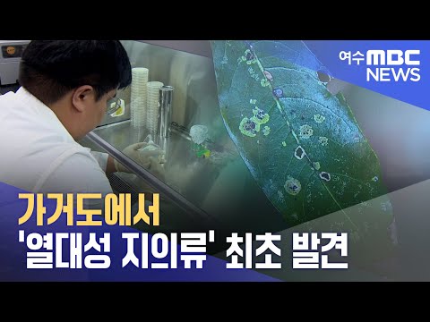 가거도에서 &amp;#39;열대성 <strong>지의류</strong>&amp;#39; 최초 발견 -R (231124금/뉴스투데이)