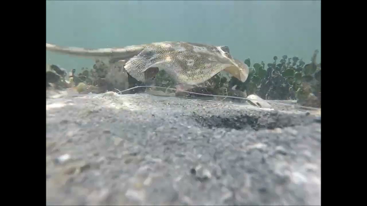 Virginia Key Snorkeling