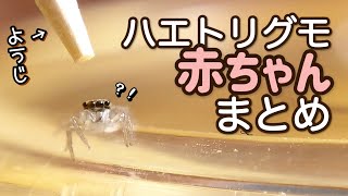 ハエトリグモの激かわシーンまとめ集！赤ちゃん編！　Jumping spider baby scene summary collection!