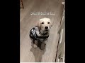 My cutieee 🐾🥥❄️🌊🪞🎀 #preppy #puppy #cute