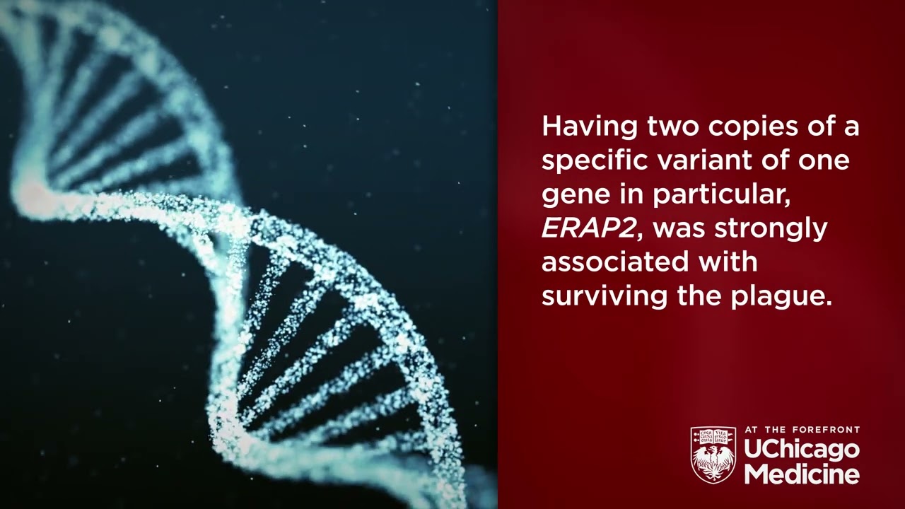 Selection of human immune-related genes was driven by the Black Death