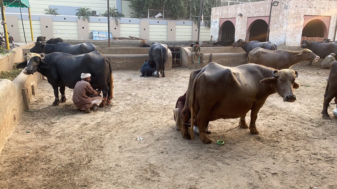 Haji Shokat Doggar of Multan Live Milking November 2022 Pak Buffalo