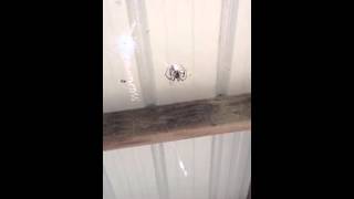 Writing Spider Vs Grass Hopper
