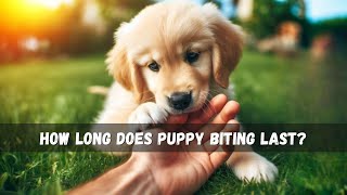 How Long Does Puppy Biting Last?