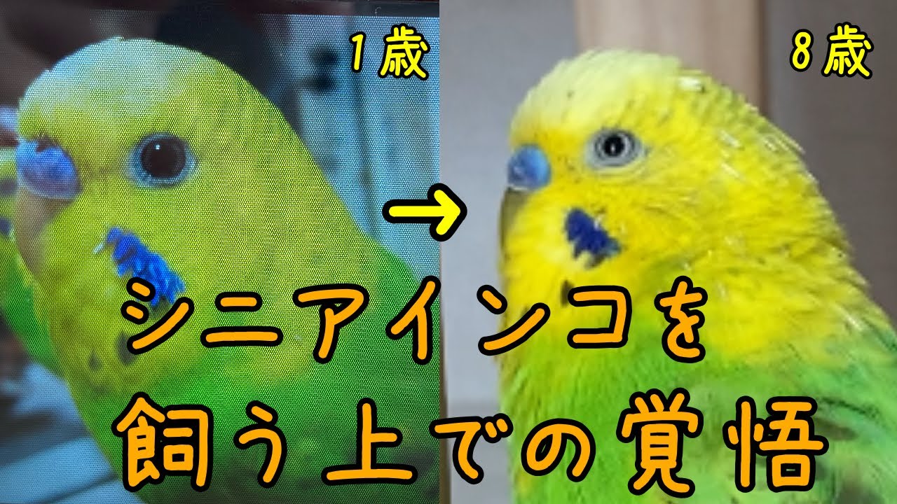 セキセイインコの寿命は10年 シニアインコを飼う上での覚悟 8 Year Old Budgerigar Youtube