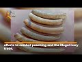 Three suspects arrested with six elephant tusks in Laikipia crackdown