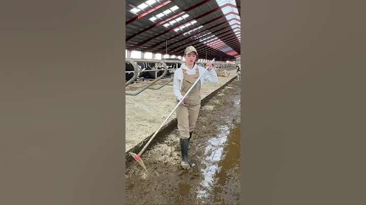 Pretty Helper Clean The Manure In The Biggest Cowshed Ever!!! # #howitworks #amazing #farmlife #work