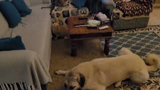 Mika the Kangal wolf killer terrorizing our cats!