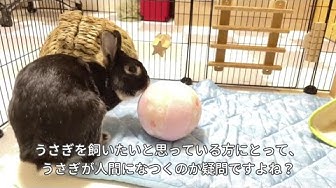 うさぎに好かれる方法 Youtube
