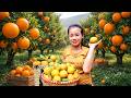 Harvesting Sweet Oranges from Orchard & Selling Fresh Fruit at the Local Market