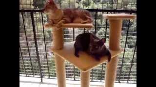 Famous Silence... la queue du chat balance ! Net Worth