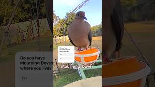 Download Lagu 🐦 Mourning Doves are a frequent visitor to Molly’s Firehouse. MP3 Download Lagu 🐦 Mourning Doves are a frequent visitor to Molly’s Firehouse. MP3