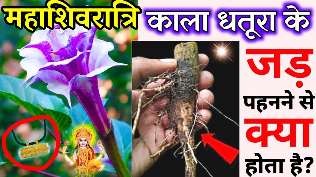 महाशिवरात्रि काला धतूरा के जड़।।पहन लेना। बनोगे करोड़पति।।#mahashivratri2026 