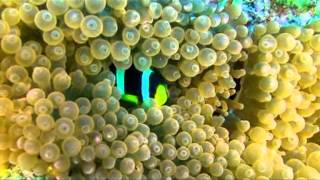 Anemonenfisch Clarks Anemonfish Clownfisch