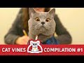 Cat Vines Compilation | Try Not To Laugh