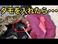 【大量】秘密の場所をガサガサしたらあの生物が!