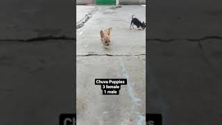 Chuva Puppies Available | Pets Junction