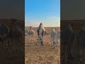 Peaceful Camel Walk in the Desert | Saudi Arabia 🐪🌤️