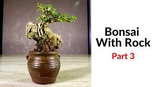 Bonsai With Rock Technique 35 Trident Maple Bonsai Trees 附石盆栽技巧第三部