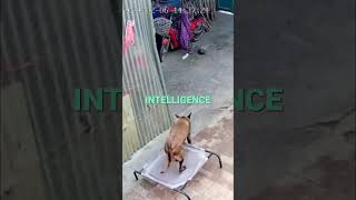 Smart Dog Saves Elderly Woman & Prevents House Fire! #shorts