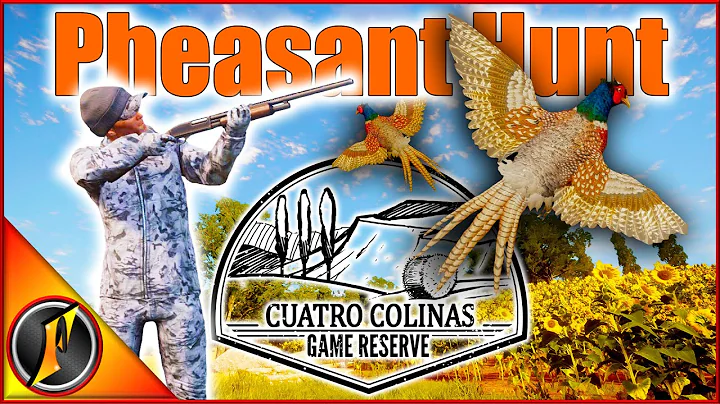How Good Is the Pheasant Hunting on Cuatro Colinas...