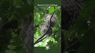 Sibling Barred Owlets Preening in the Rain #nature #birds #owl