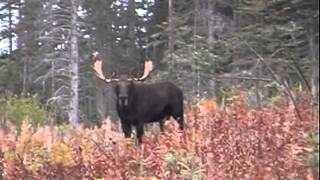 Moose Hunting Techniques