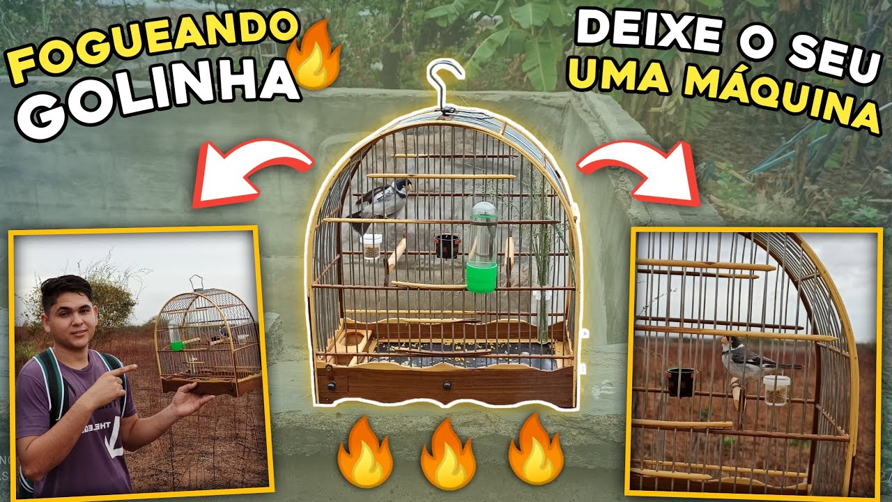 🔥 NÃO TEM SEGREDO | ESSE MANEJO ESQUENTA QUALQUER GOLINHA FRIO!!! (COMO FOGUEAR GOLINHA)