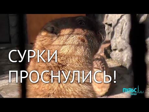 В Ленинградском зоопарке проснулись сурки (наконец!)