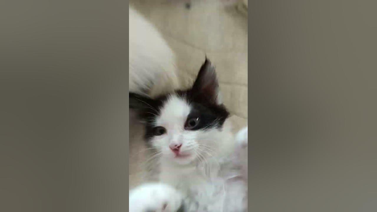 котятя - YouTube