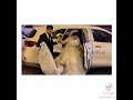 يحلالي انتي العشك مالي