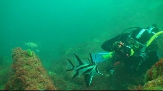 Beware Reef Is The Great Barrier Reef Of Victoria