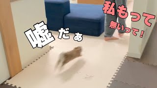 うさぎの嗅覚を侮ると追いかけ回される　#1067