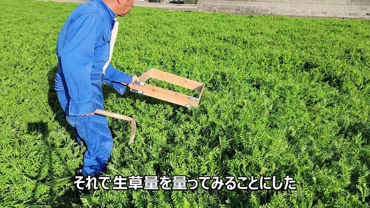 ヘアリーベッチ稲作 挑戦中