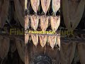 few meal's of kippers for the summer #newfoundland #campfire #livinglarge #smokedfish