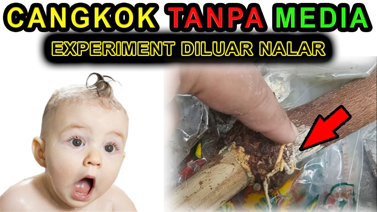 LUAR BIASA !! CANGKOK JAMBU DALHARI TANPA MEDIA!! Bisa Berakar #mencangkok #jambudalhari #mediatanam