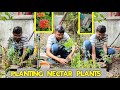 Planting Nectar Plants | Buddleia Madagascariensis | Aloysia Virgata | Xanthostemon Chrysanthus