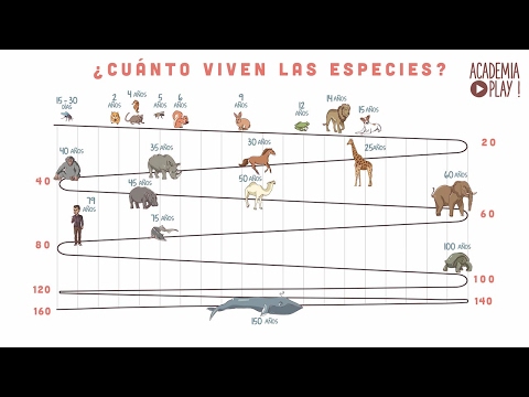 Video: ¿Cuántos animales viven en un árbol?