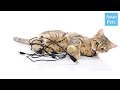 感電の危険！猫が電気コードを噛む時の”しつけ”と対策の方法 - Japan Pets