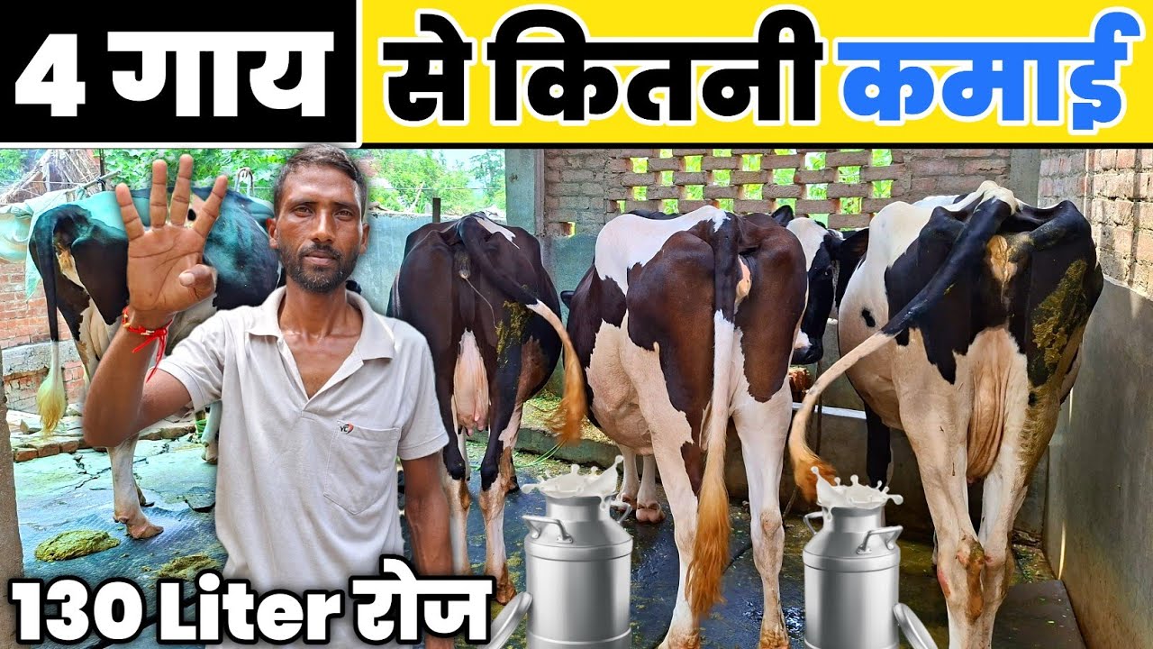 4 गाय से कितनी कमाई || Low budget dairy farming