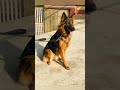 German shepherd Dog