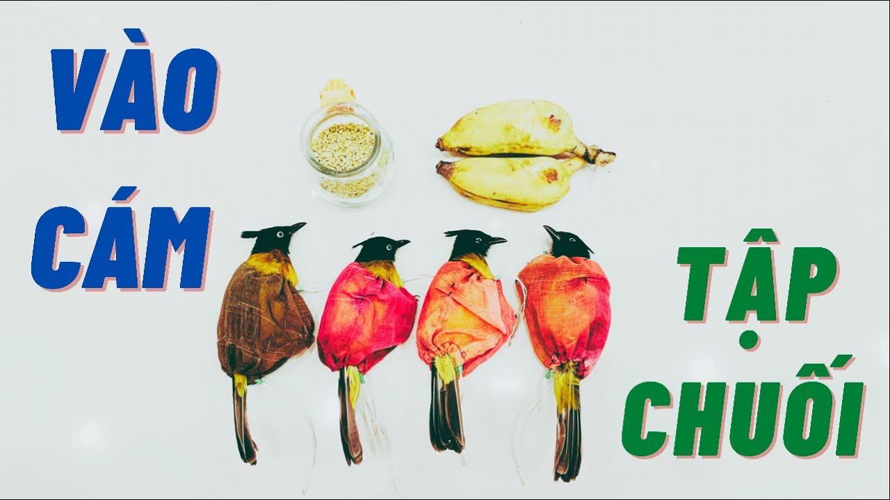 Tập vào cám cho chào mào núi , 10 phút là xong (Hiếu Phương Lâm)